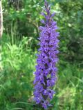 Dactylorhiza fuchsii. Соцветие. Московская обл., Одинцовский р-н, окр. г. Кубинка, окр. водохранилища Трасна, опушка леса, низина. 23.06.2009.