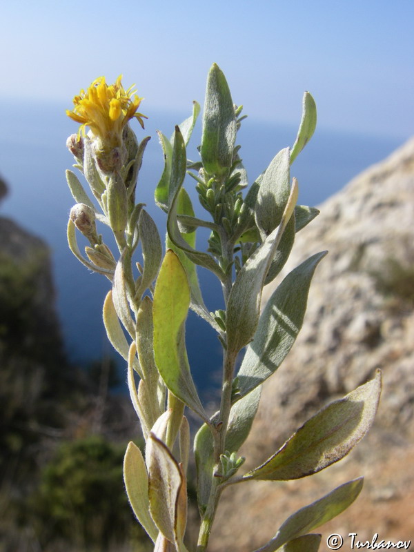 Image of Galatella villosa specimen.