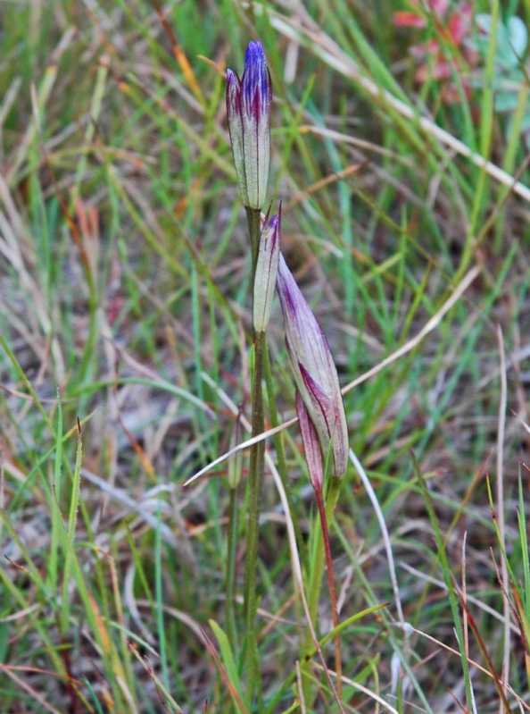 Изображение особи Gentianopsis detonsa.