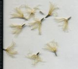 Carlina biebersteinii. Зрелые семянки. Курская обл., Железногорский р-н, пос. Каменец, ур. Жуковец, залежь. 1 ноября 2009 г.