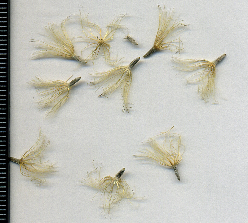 Image of Carlina biebersteinii specimen.