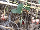 Capparis herbacea