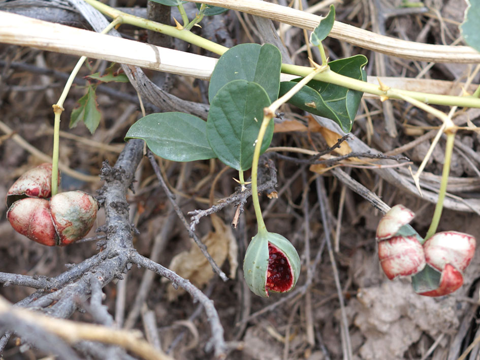 Image of Capparis herbacea specimen.