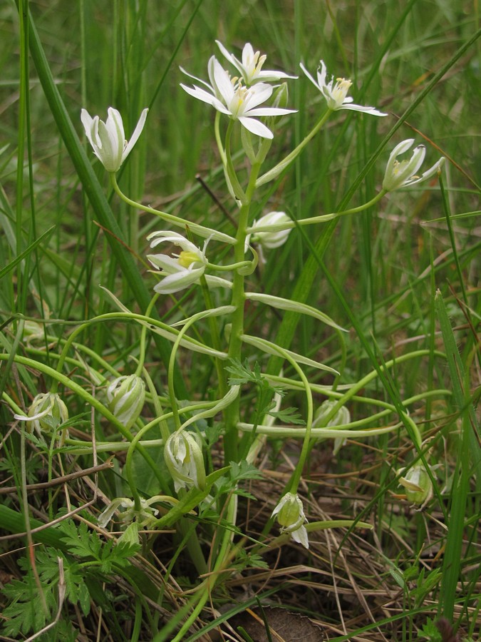 Image of Ornithogalum woronowii specimen.