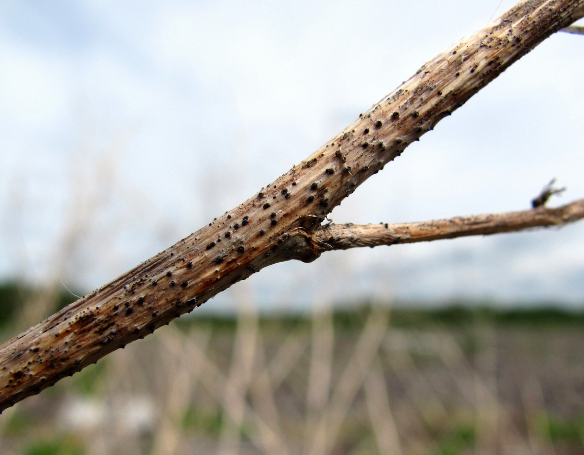 Изображение особи Melilotus albus.