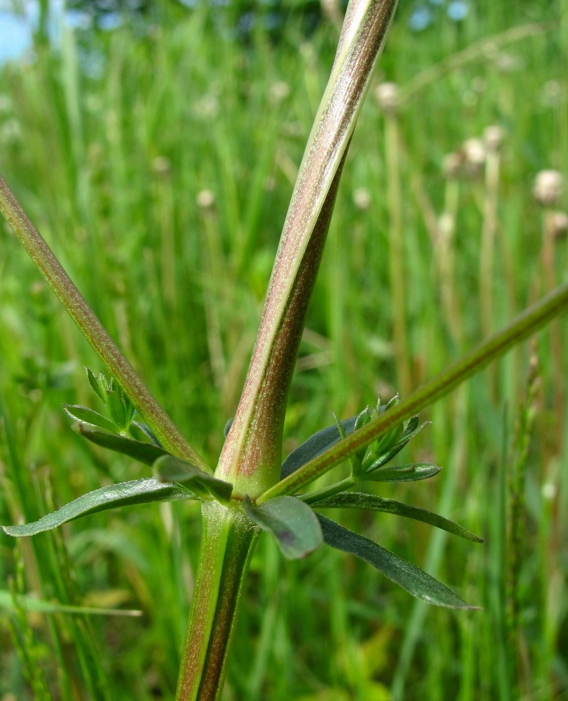 Изображение особи Galium mollugo.