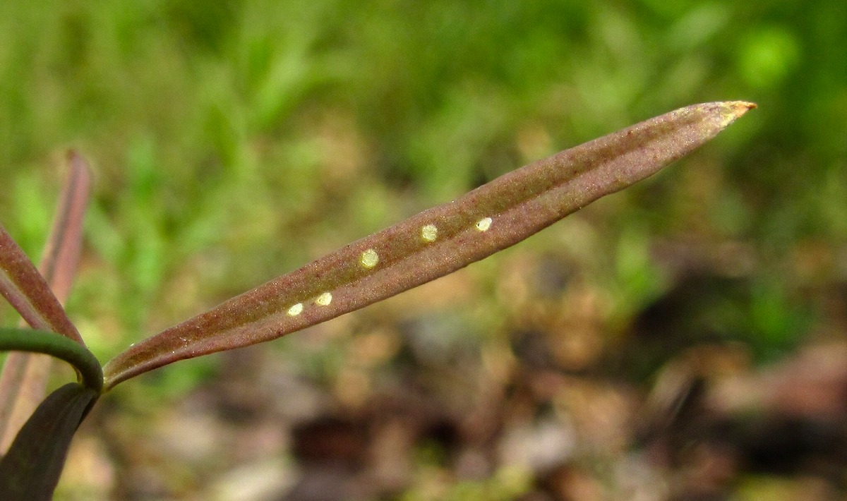 Image of Linaria vulgaris specimen.