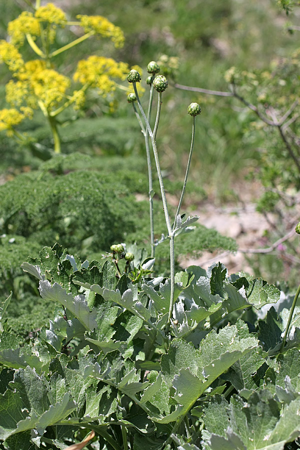 Image of Cousinia grandifolia specimen.