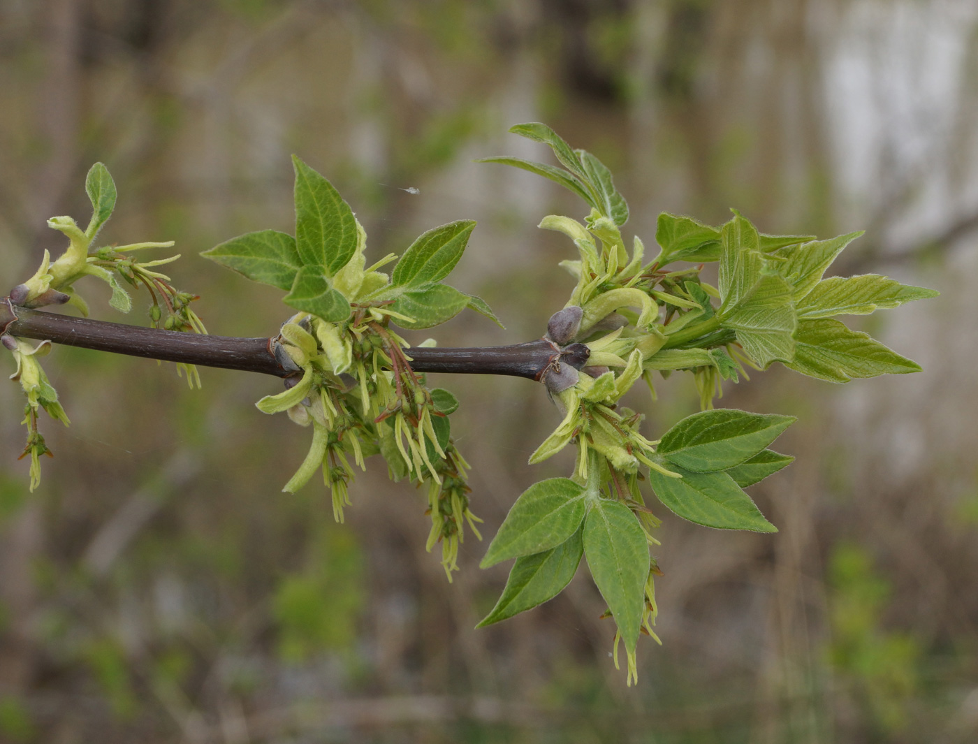 Image of Acer negundo specimen.