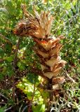 Acanthus mollis. Высохшее отплодоносившее растение. Франция, Прованс, Сен-Тропе, каменистый склон у берега моря. 24.07.2014.