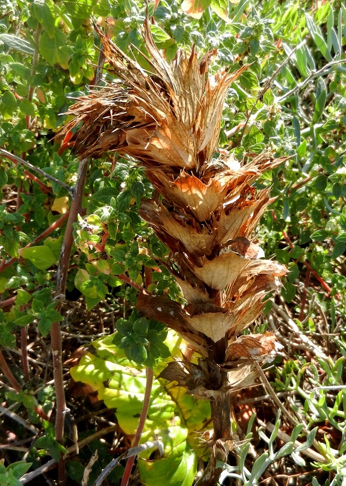 Изображение особи Acanthus mollis.