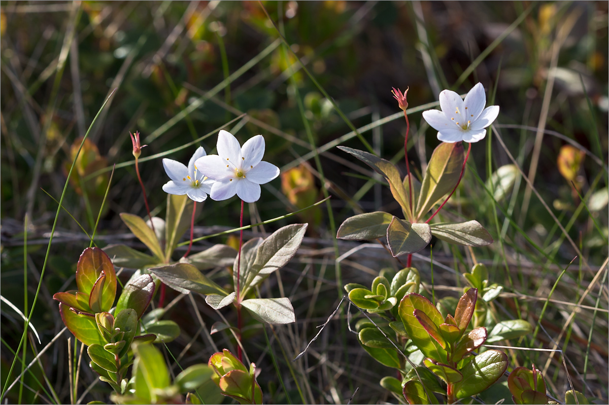 Изображение особи Trientalis europaea.