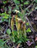 Gentiana grandiflora. Плодоносящие растения. Бурятия, Окинский р-н, перевал Чойган-Дабан, ≈ 1900 м н.у.м., горная тундра. 05.07.2015.