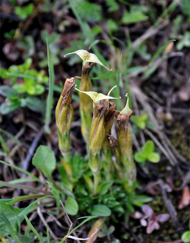 Image of Gentiana grandiflora specimen.