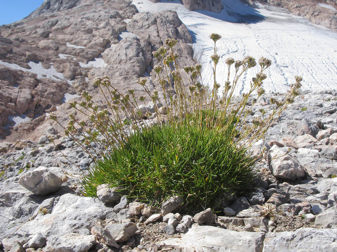 Image of Gypsophila tenuifolia specimen.