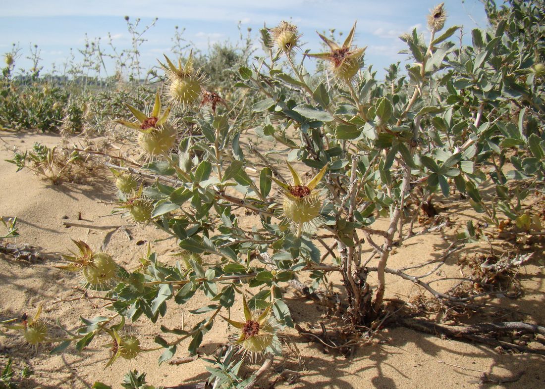 Изображение особи Rosa persica.