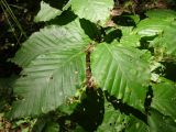 Fagus orientalis