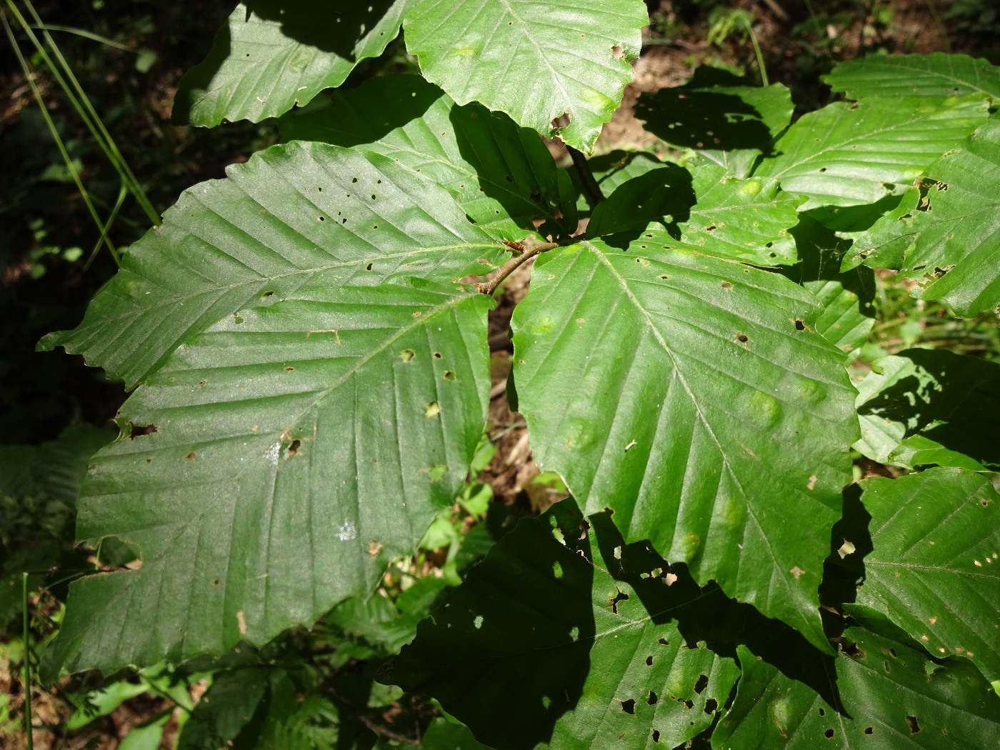 Image of Fagus orientalis specimen.