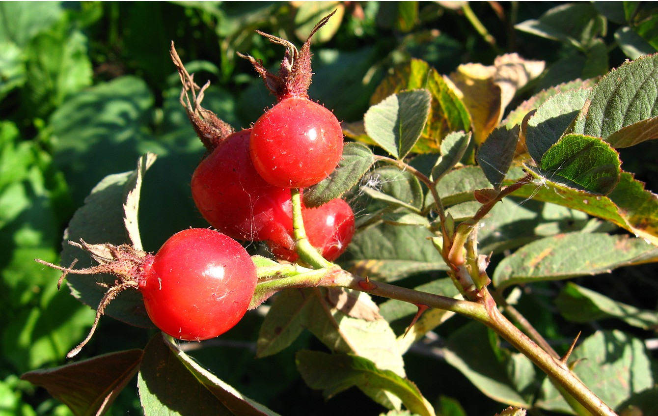 Image of Rosa villosa specimen.