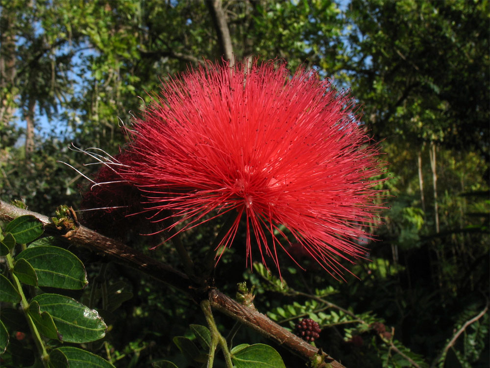 Изображение особи Calliandra haematocephala.