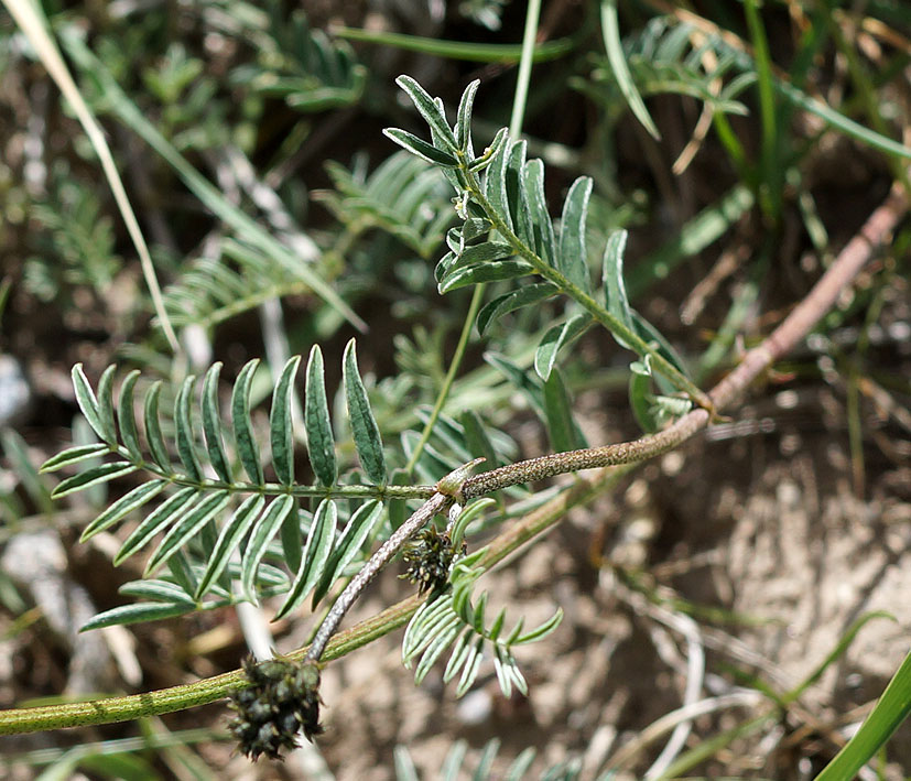 Изображение особи Astragalus karkarensis.