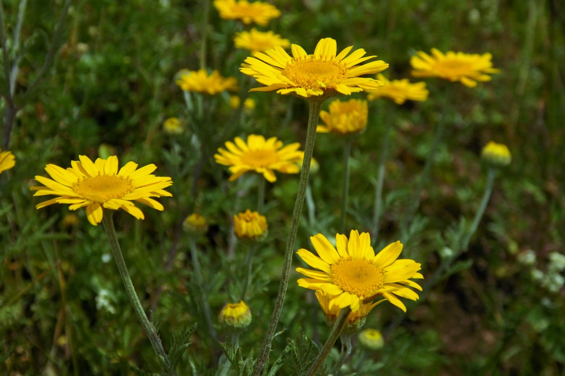 Image of Anthemis tinctoria specimen.
