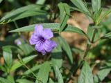 Ruellia simplex. Часть побега с цветком. Андаманские острова, остров Нил, у дороги. 03.01.2015.