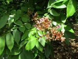 Averrhoa carambola
