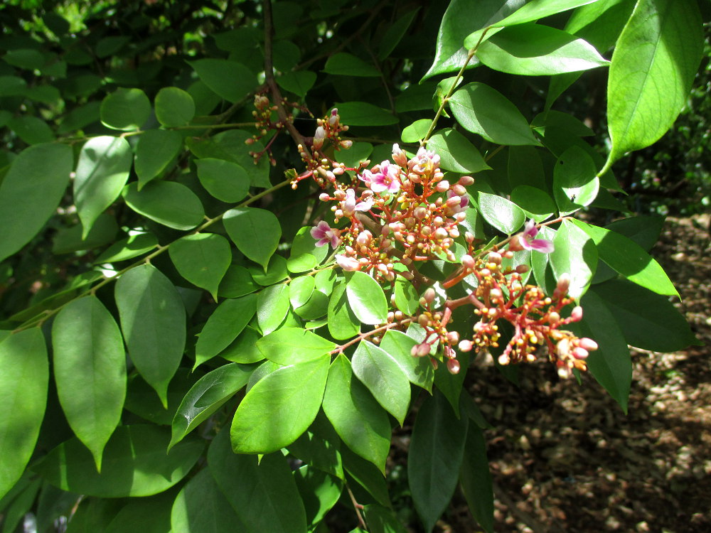 Image of Averrhoa carambola specimen.