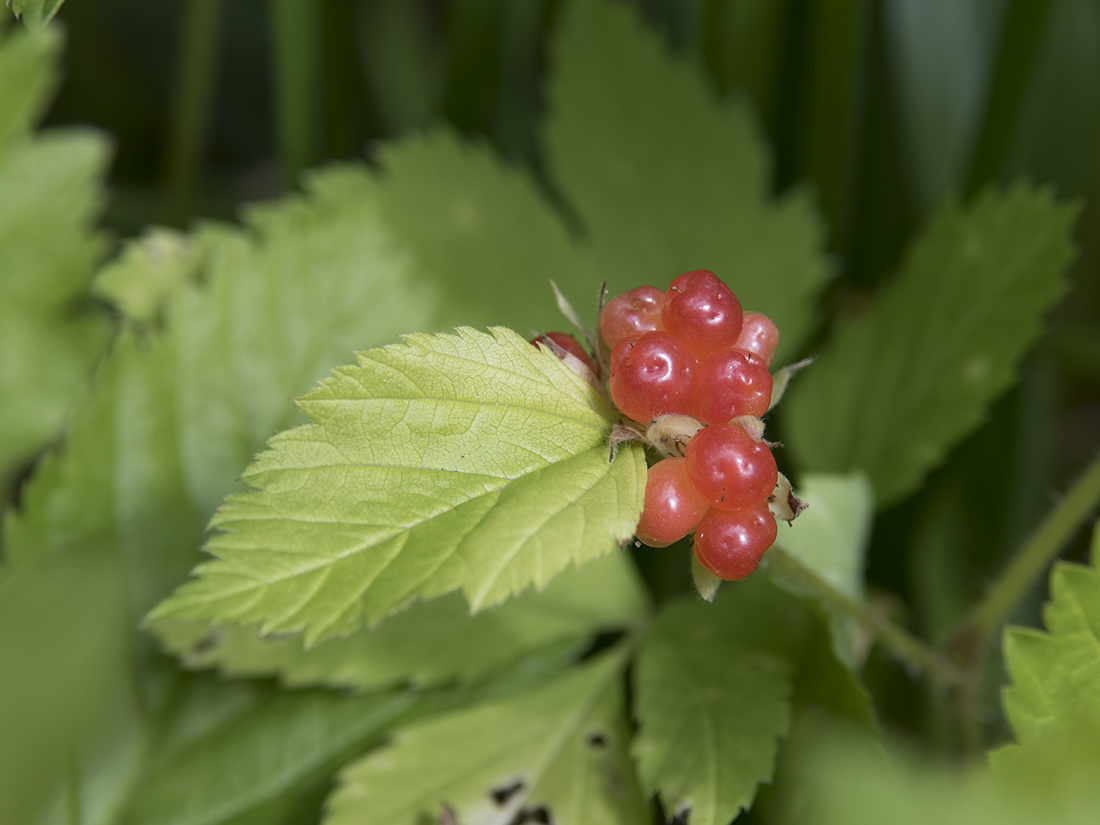 Изображение особи Rubus saxatilis.