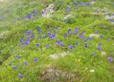 Aquilegia glandulosa