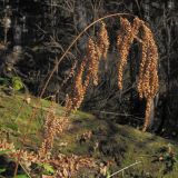 Aruncus sylvestris