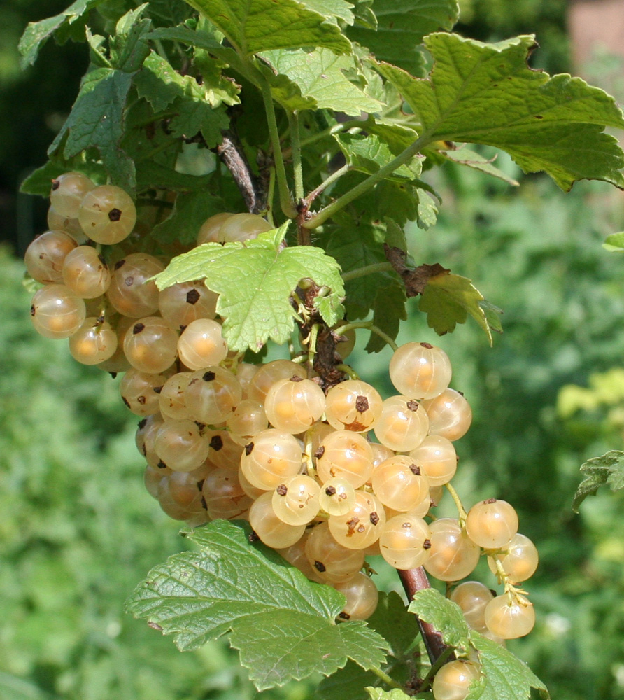 Image of Ribes rubrum specimen.