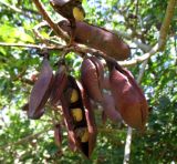 Schotia brachypetala