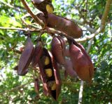 Schotia brachypetala. Побег с плодами. Австралия, г. Брисбен, ботанический сад. 30.08.2015.