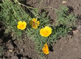 Eschscholzia californica