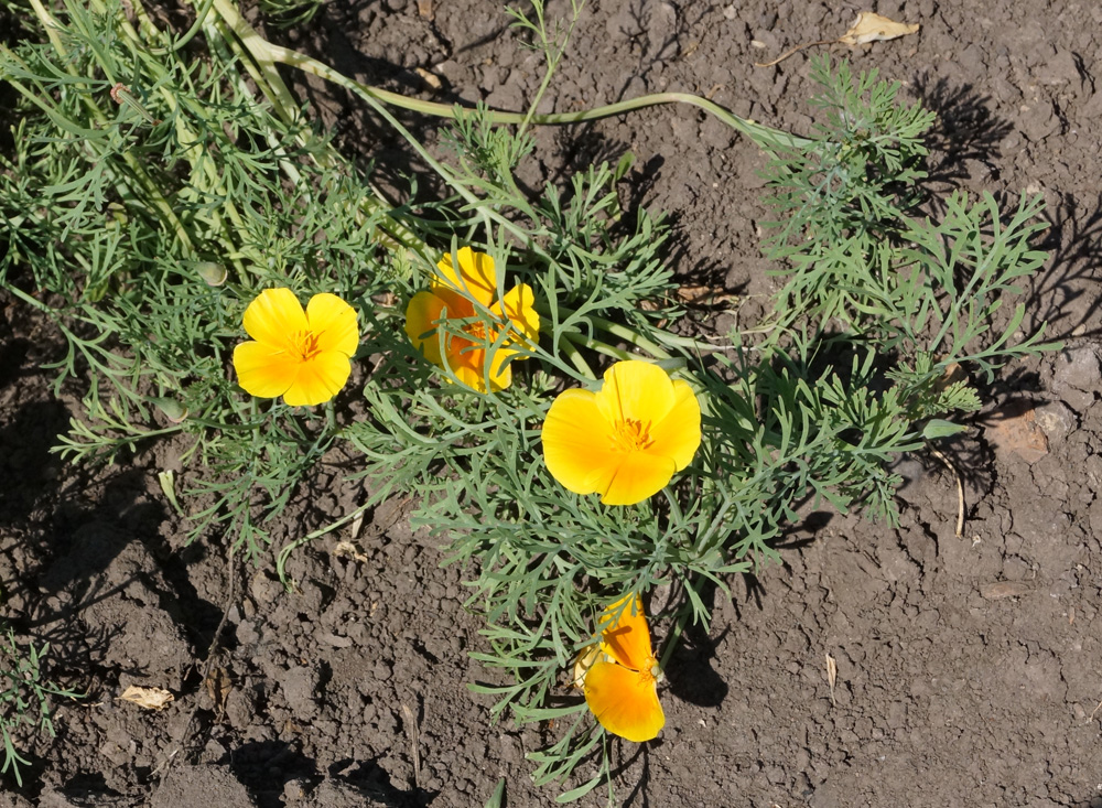 Image of Eschscholzia californica specimen.