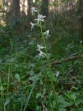 Platanthera bifolia. Соцветие. Свердловская обл., окр. г. Североуральск, травяно-моховой сосняк с елью на известняках. 09.07.2007.