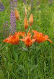 Lilium bulbiferum