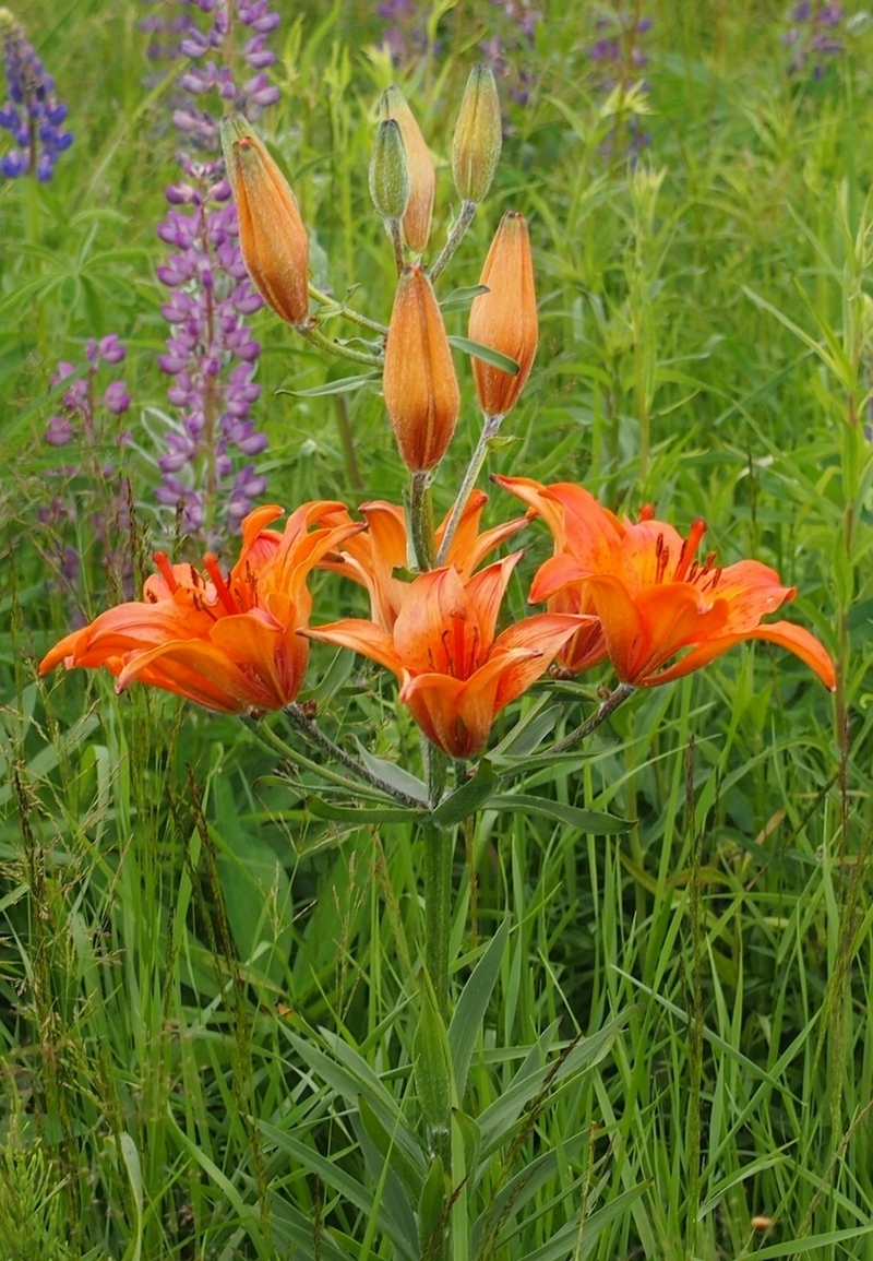 Изображение особи Lilium bulbiferum.