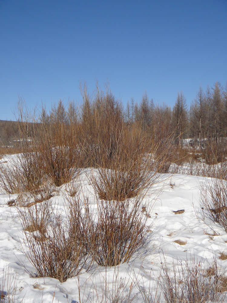 Изображение особи Salix schwerinii.