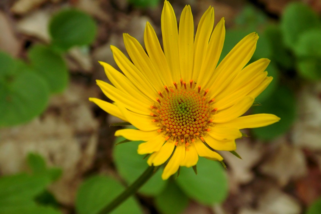 Изображение особи Doronicum orientale.