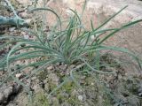 Allium eriocoleum