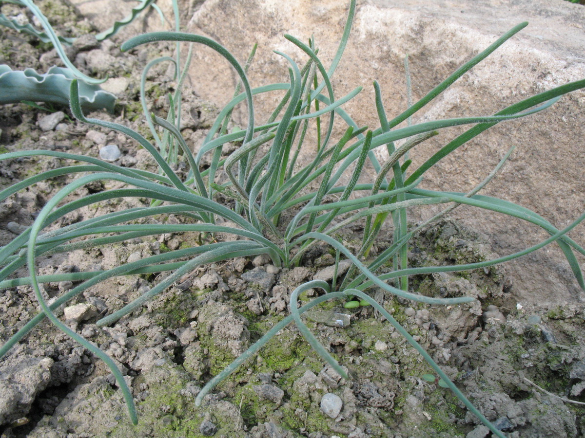 Image of Allium eriocoleum specimen.