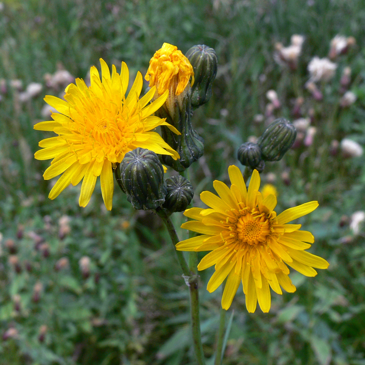 Изображение особи Sonchus arvensis ssp. uliginosus.