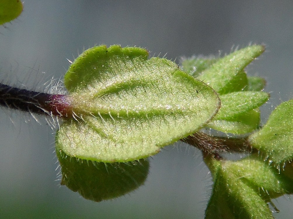 Image of Veronica arvensis specimen.