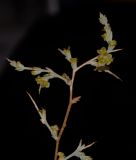 Noaea mucronata