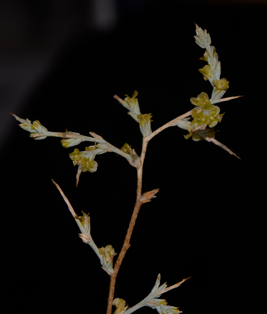 Image of Noaea mucronata specimen.