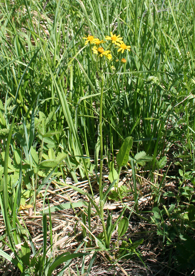 Изображение особи Tephroseris integrifolia.