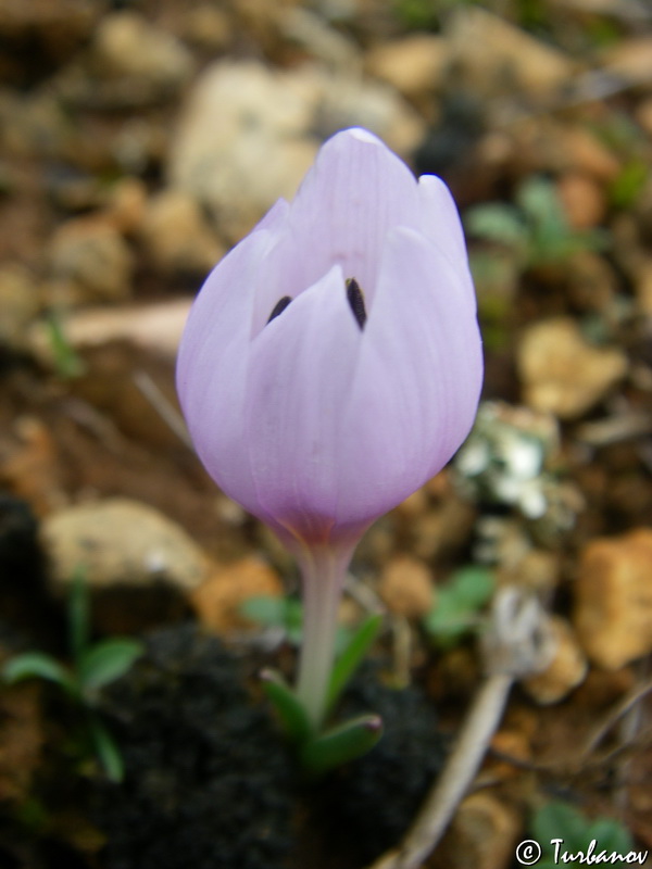 Image of Colchicum triphyllum specimen.